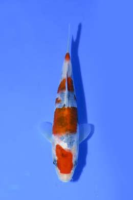 Taisho Sanke - koi #x1003n069