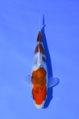 Taisho Sanke - koi #x1003n070