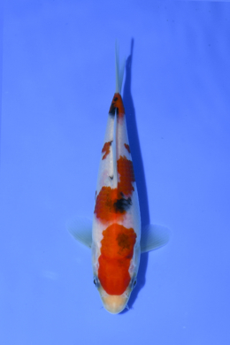 Taisho Sanke - koi #x1003n071