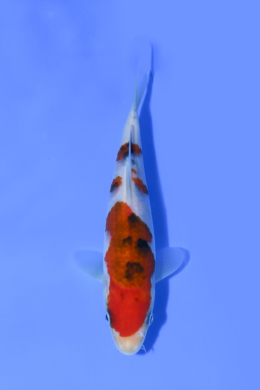 Taisho Sanke - koi #x1003n072