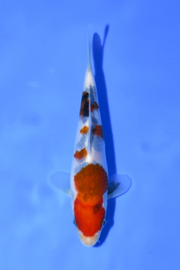 Taisho Sanke - koi #x1003n073