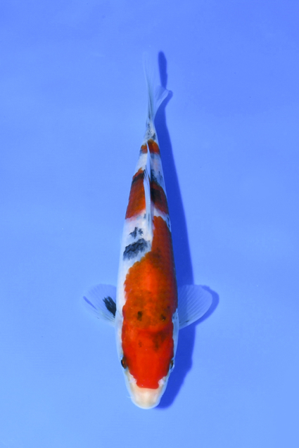 Taisho Sanke - koi #x1004n003