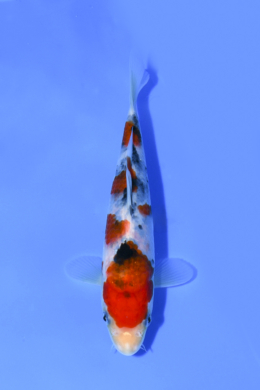 Taisho Sanke - koi #x1004n005