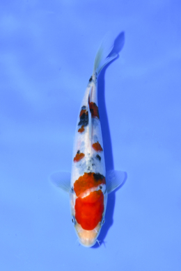Taisho Sanke - koi #x1004n009