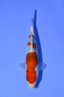 Taisho Sanke - koi #x1004n014
