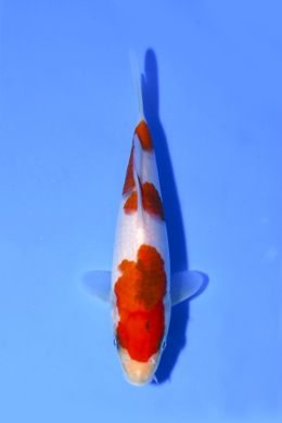 Taisho Sanke - koi #x1004n018