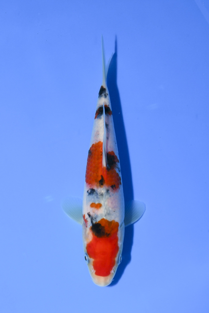 Taisho Sanke - koi #x1004n023