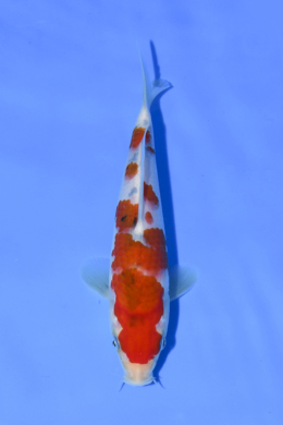 Taisho Sanke - koi #x1004n033