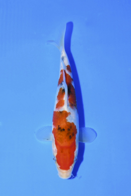 Taisho Sanke - koi #x1004n041