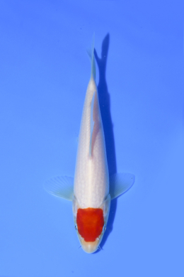 Tancho Kohaku - koi #x1004n042