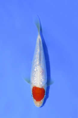 Tancho Kohaku - koi #x1004n043