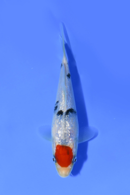 Ginrin Tancho Sanke - koi #x1004n044