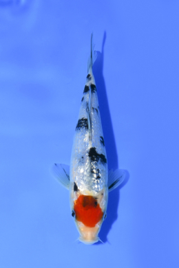 Ginrin Tancho Sanke - koi #x1004n045