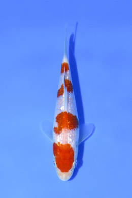 Ginrin Kohaku - koi #x1005n002