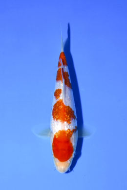 Ginrin Kohaku - koi #x1005n003