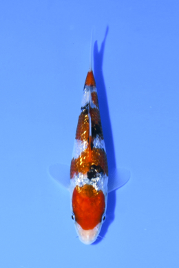 Ginrin Sanke - koi #x1005n004