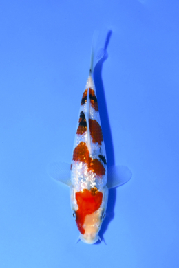 Ginrin Sanke - koi #x1005n005