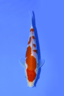 Kohaku - koi #x1005n006