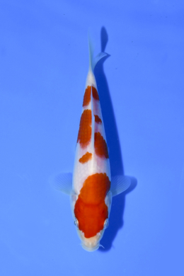 Kohaku - koi #x1005n007