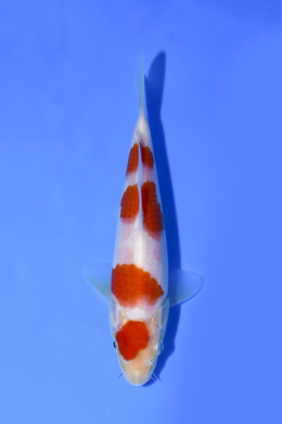 Kohaku - koi #x1005n008