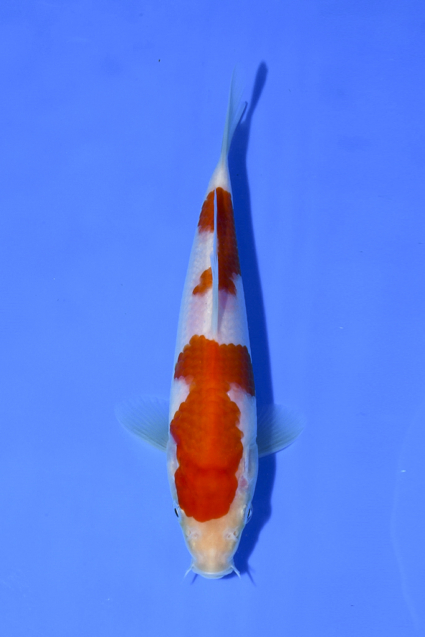 Kohaku - koi #x1005n009