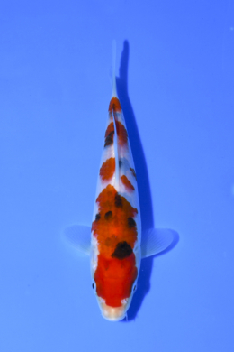 Taisho Sanke - koi #x1005n012