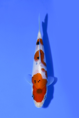 Taisho Sanke - koi #x1005n014