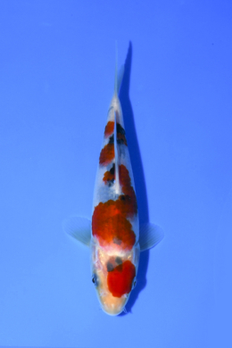 Taisho Sanke - koi #x1005n018