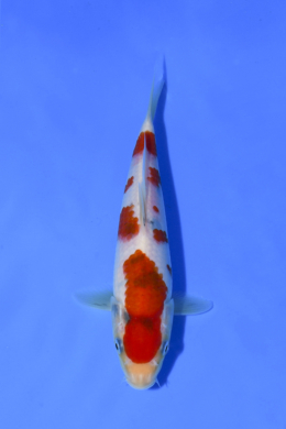 Taisho Sanke - koi #x1005n019