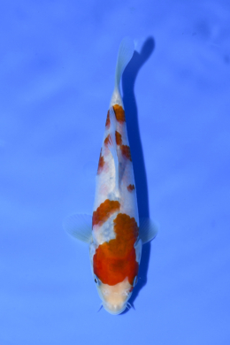 Taisho Sanke - koi #x1005n020