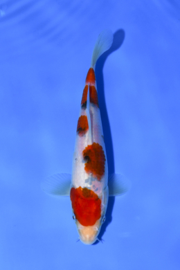 Taisho Sanke - koi #x1005n021