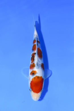 Taisho Sanke - koi #x1005n022
