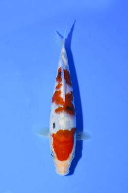 Taisho Sanke - koi #x1005n023