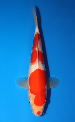 Kohaku - koi #x1007a003