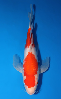 Hirenaga Kohaku - koi #x1007a009