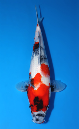 Showa - koi #x1007a010