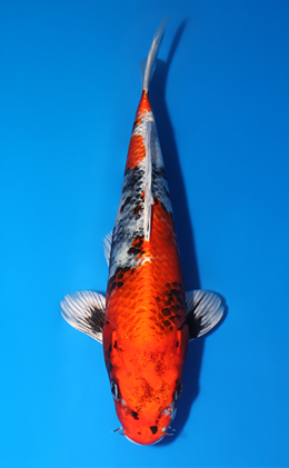 Kin Showa - koi #x1007a011