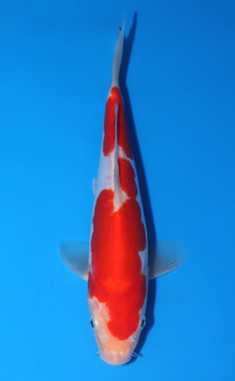 Doitsu Kohaku - koi #x1007a012