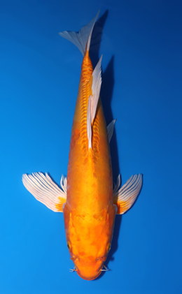 Hirenaga Doitsu Orange Ogon - koi #x1007a014