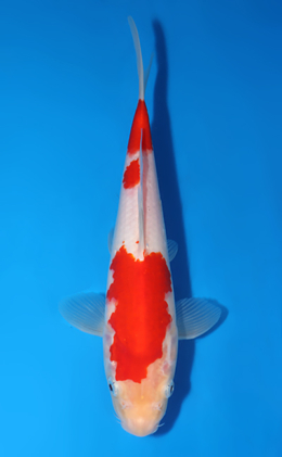Kohaku - koi #x1007a016