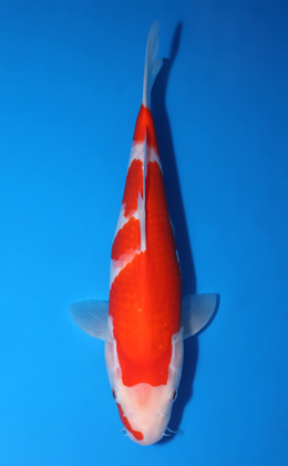 Kohaku - koi #x1007a017