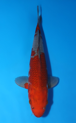 Ochibashigure - koi #x1007a018