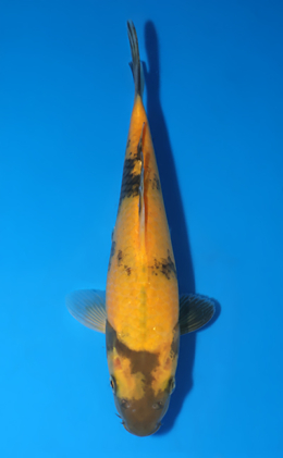Ki Utsuri - koi #x1007a020