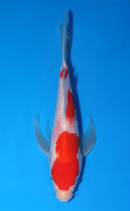 Hirenaga Kohaku - koi #x1007a021