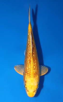 Ginrin Ogon - koi #x1007a023