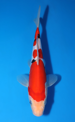 Doitsu Sanke - koi #x1007a024