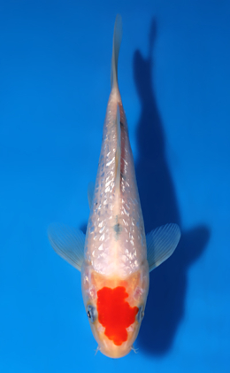 Ginrin Tancho Sanke - koi #x1007a025