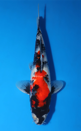Showa - koi #x1007a026