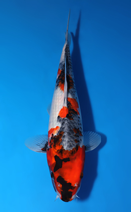 Showa - koi #x1007a028