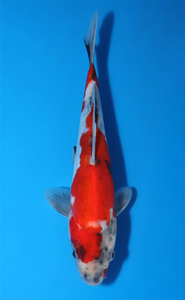 Doitsu Showa - koi #x1007a030